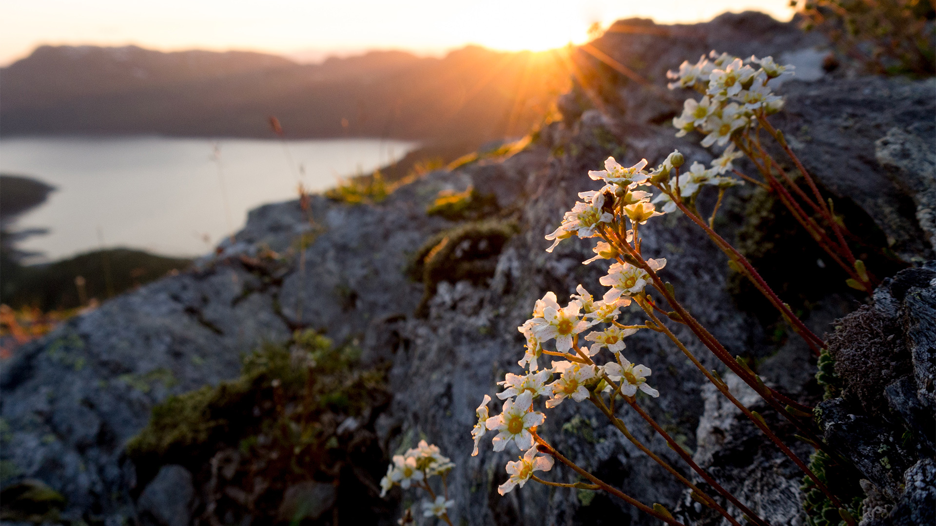 Sætrer i fjellet. 