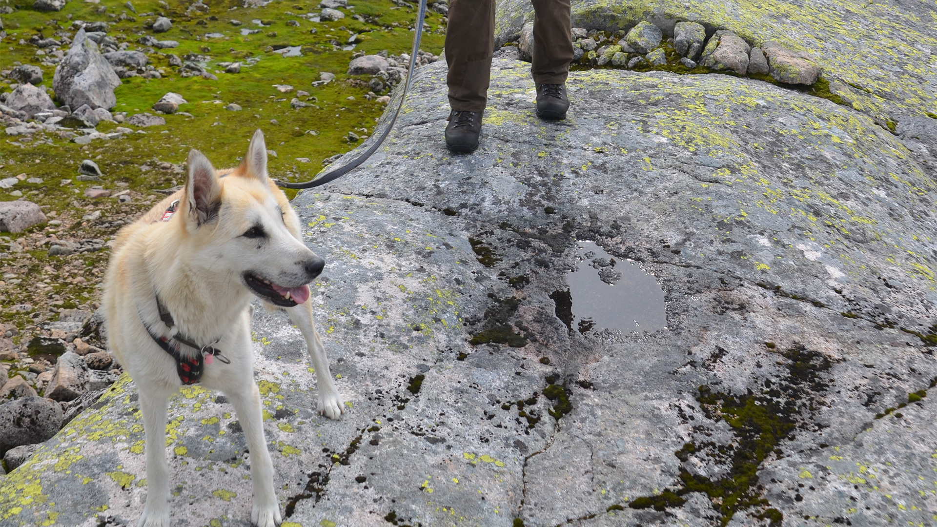 Foto: Statsforvalteren i Agder Villrein.