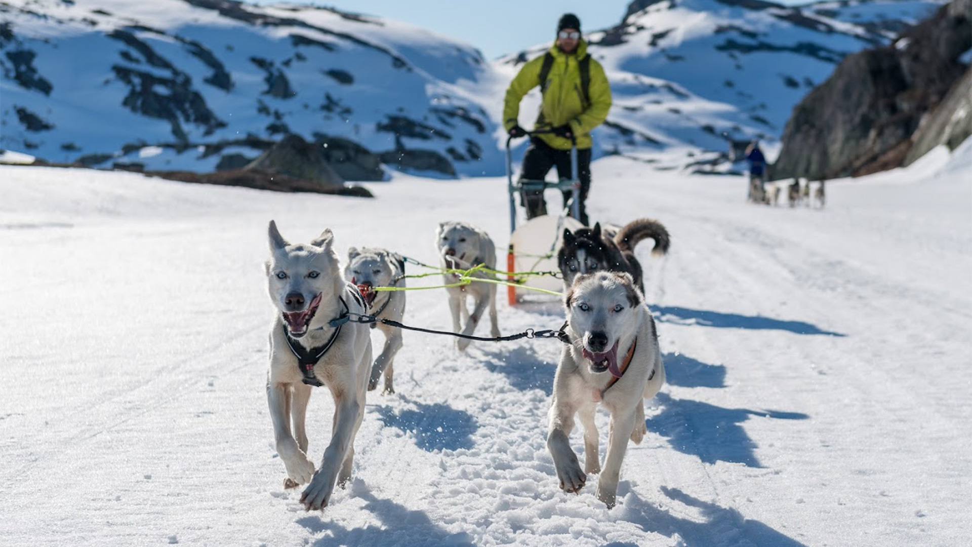 Hund skuer utover fjord og fjell