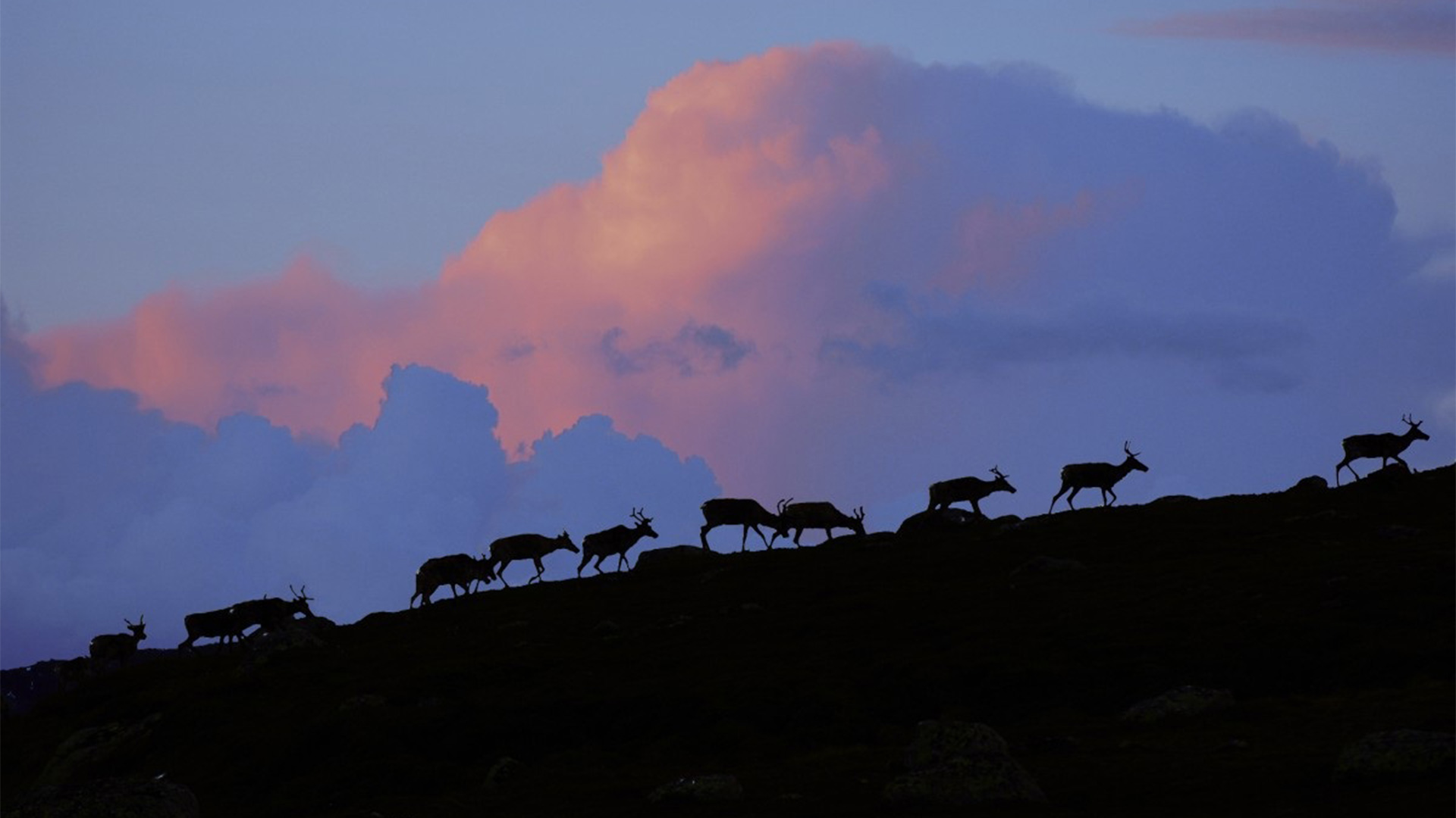 mørk-himmel Sau på beite.