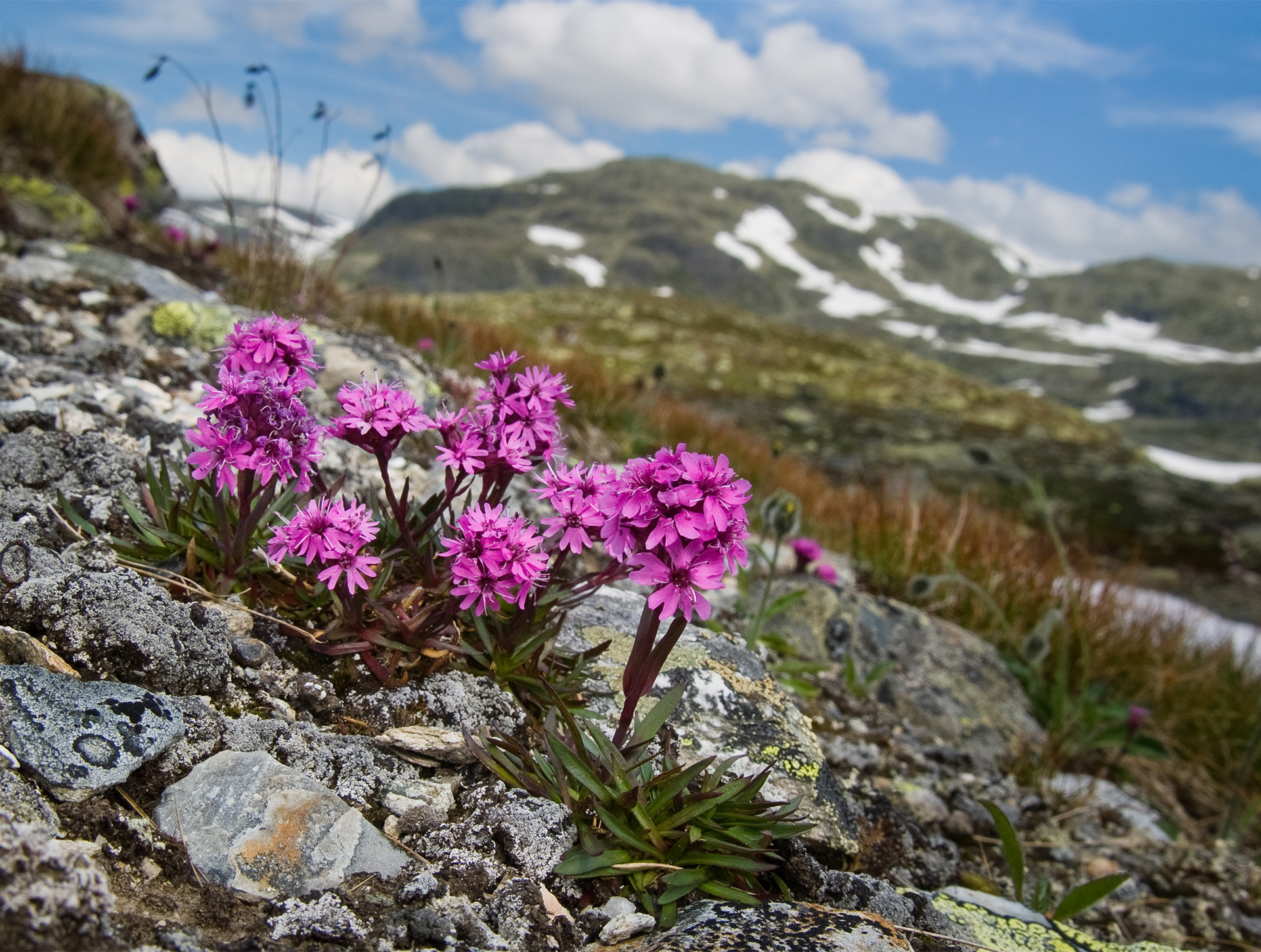 Photo: Suldal Foto