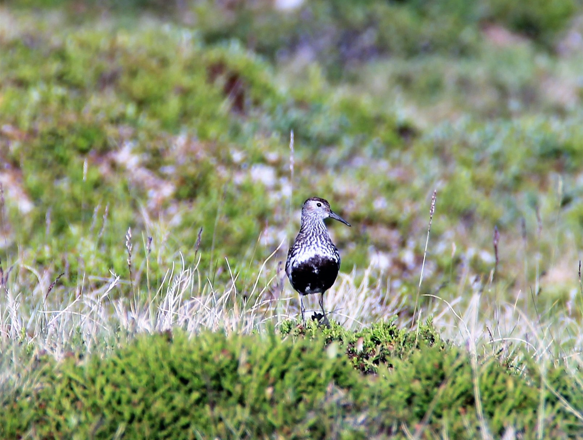 Norwegian Lemming (Lemmus lemmus), Setesdal Vesthei - Ryfylkeheiane  Landscape Conservation Area