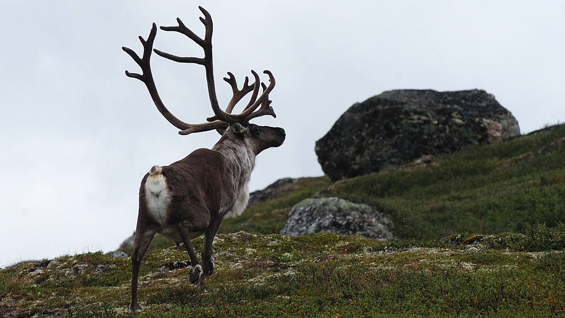 Storbukk i fjellet.